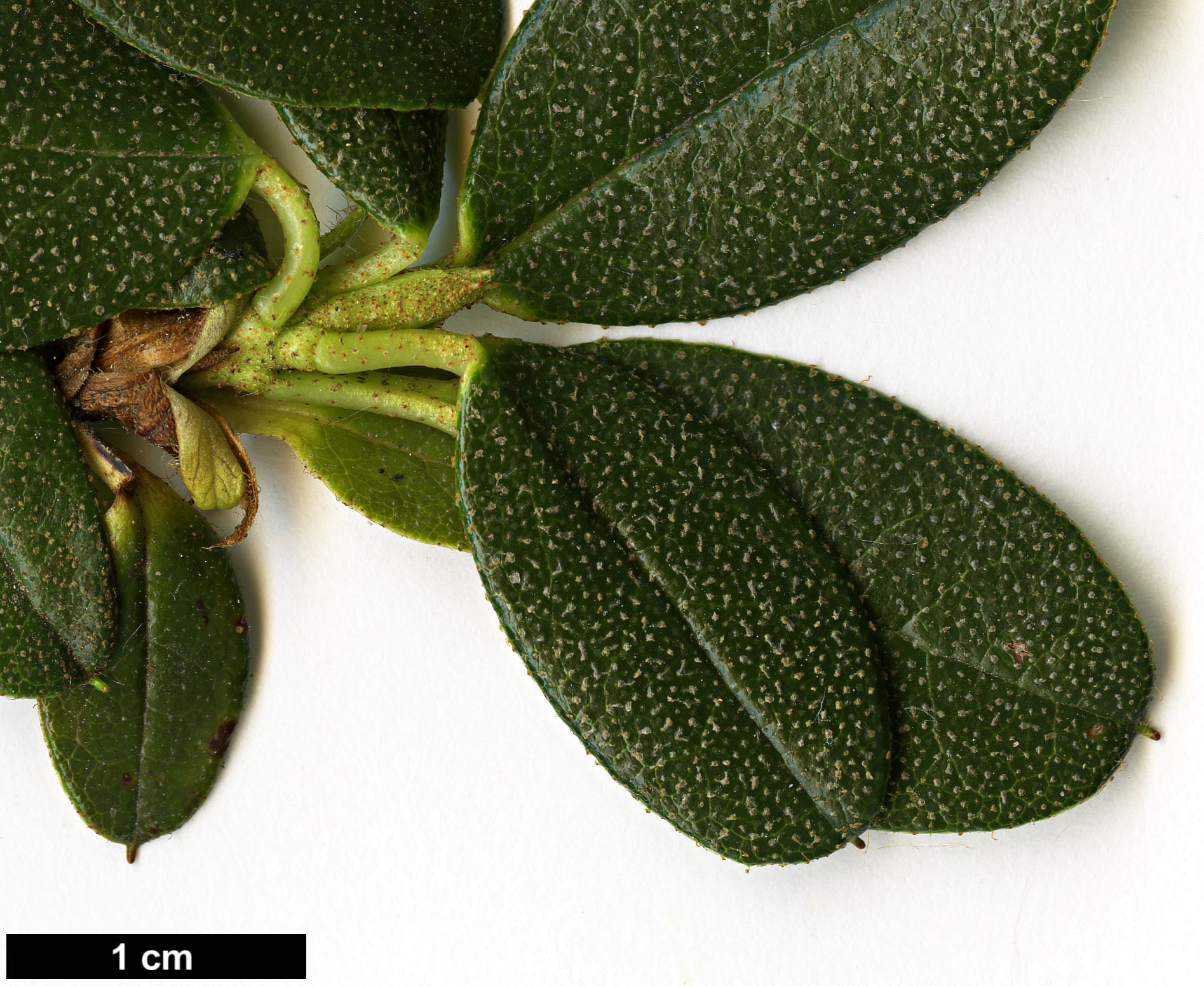 High resolution image: Family: Ericaceae - Genus: Rhododendron - Taxon: cephalanthum - SpeciesSub: subsp. cephalanthum Crebreflorum Group